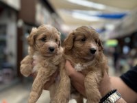 Orijinal sağlıklı aşılı maltipoo
