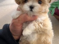 Eğitimli Kore kan maltipoo bebeklerimiz