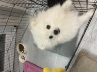 Yavru Beyaz Pomeranian