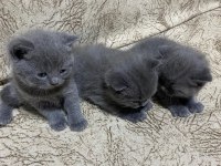 Yavru british shorthair sahiplendirilecektir