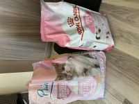 2 aylık scottish fold kedisi