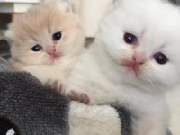 11 aylık sağlık sebebi dolasıyla verilecek british shorthair