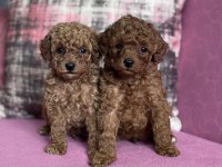 Ev üretimi show kalite toy poodle bebekler