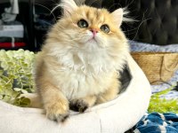Yüksek kalite golden british longhair kedimiz