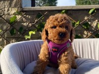 Pamuk gibi toy poodle yavrularım