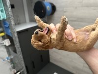 20 günlük toy poodle yavruları
