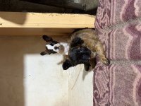 Son dişi french bulldog günü gelen aşıları yapıldı