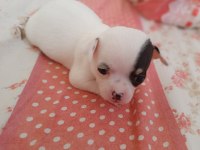 2.5 aylık dişi chihuahua