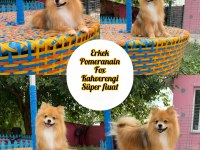 Pomeranian fox teddy bear gülen surat