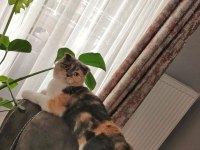 1 YAŞ CALICO SCOTTİSH FOLD