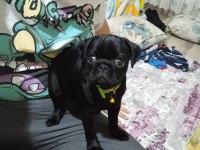 Pug erkek siyah