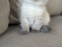 Dünyalar şekeri scottish fold