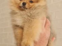 Pomeranian teacup