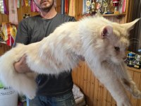 Dev Maine Coon Erkekler
