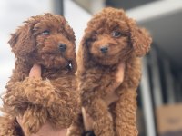 Wc Eğitimli Kore Toy Poodle Yavrularımız