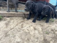 Cane corso bebek köpekler
