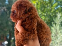 Kore Tea Cup Poodle yavrular