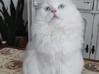 Kızanda dişi kedinize talibiz