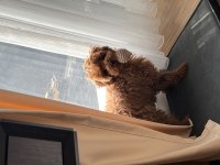 Eşleşmeye hazır poodle oğlum