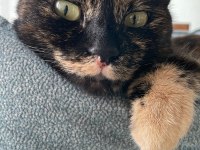 Tortoise shell İyi huylu kedimize bir yuva