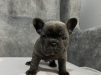 Kaliteli FRENCH BULLDOG yavrular