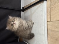 Dünya tatlısı british longhair yavrular