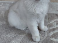 Yavru British Longhair