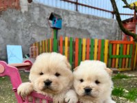 A KALİTE CHOW CHOW YAVRULARIMIZ