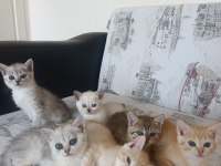 British shorthair mersin Tarsus cüzi ücretli