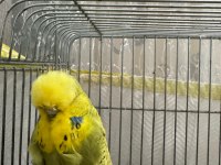 Show jumbo muhabbet kuşları