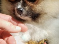 Mini Teddy Face Pomeranian Dişi Yavrular