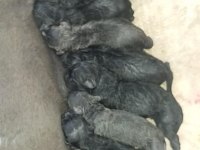 A ŞECERELİ CANE CORSO ŞAMPİYONLAR SOYUNDAN SON YAVRU
