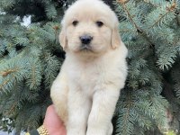 Baby Face Golden Bebekler
