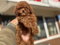 Boy ve kg ram garantili tea cup kore poodle 