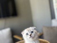 SCOTTISH FOLD SILVER YAVRULARIM 