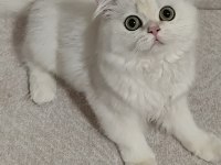British Longhair Silver