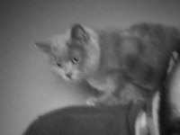 2 yaşında dişi british shorthair Afrodit