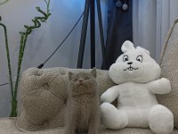 Top Surat Oyuncak Gibi LİLAC British Shorthair Yavrular