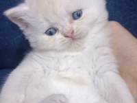 British shorthair
