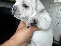 MASMAVİ GÖZLÜ BEBEK GİBİ FRENCH BULLDOG YAVRULAR