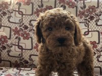 Toy poodle dişi yavru