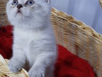 Top kafa kalıcı mavi gözlü british kedimiz