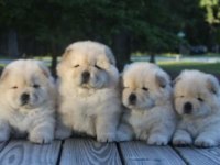 Irk ve sağlık garantili chow chow bebekler