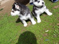SAFKAN A KALİTE SCR HUSKY YAVRULAR