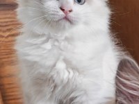 ŞECERELİ RAGDOLL YAVRULARI