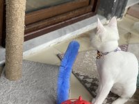 6 aylık ankara kedisi