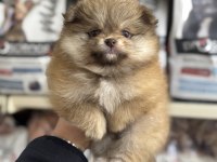 Pomeranian Yavrularımız