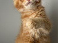 Turuncu Erkek Minik Dev Maine Coon