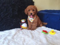 Yakışıklı Poodle Prens