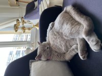 Eğitimli Aşılı British Shorthair